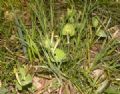 Aristolochia pallida